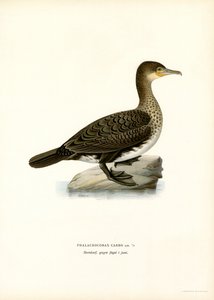 Great Cormorant by Magnus Ferdinand and Wilhelm von Wright