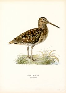 Great Snipe