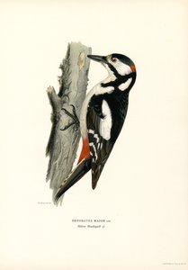 Great Spotted Woodpecker