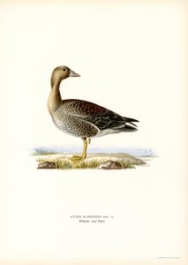 Greater White-fronted Goose by Magnus Ferdinand and Wilhelm von Wright