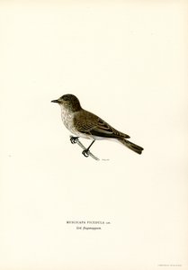 Grey Flycatcher by Magnus Ferdinand and Wilhelm von Wright