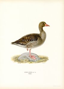Grey Goose by Magnus Ferdinand and Wilhelm von Wright