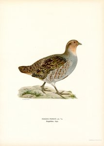 Grey Partridge by Magnus Ferdinand and Wilhelm von Wright