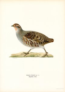 Grey Partridge