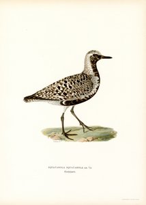 Grey Plover by Magnus Ferdinand and Wilhelm von Wright