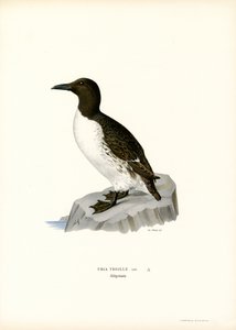 Guillemot