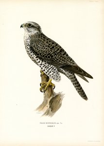 Gyrfalcon