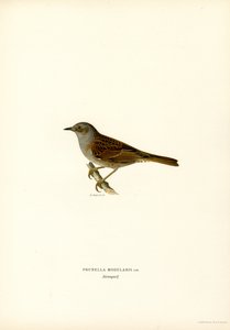 Hedge Warbler by Magnus Ferdinand and Wilhelm von Wright
