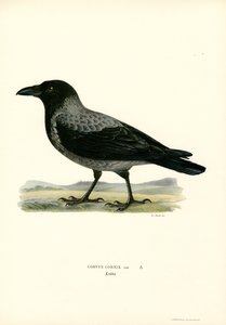 Hooded Crow by Magnus Ferdinand and Wilhelm von Wright