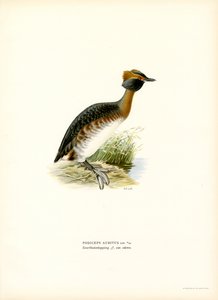Horned Grebe
