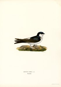 House Martin by Magnus Ferdinand and Wilhelm von Wright