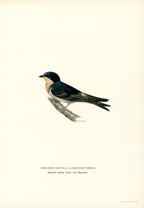 House Swallow by Magnus Ferdinand and Wilhelm von Wright