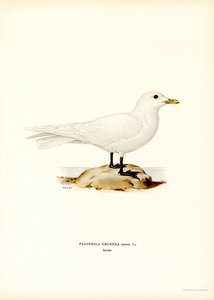 Ivory Gull by Magnus Ferdinand and Wilhelm von Wright