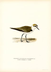 Kentish Plover by Magnus Ferdinand and Wilhelm von Wright