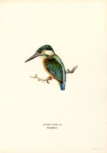 Kingfisher