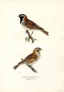 Lapland Bunting by Magnus Ferdinand and Wilhelm von Wright