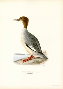 Large Merganser by Magnus Ferdinand and Wilhelm von Wright