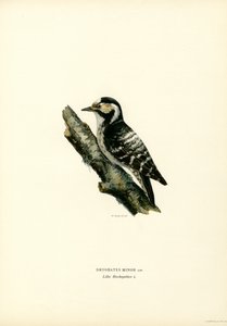 Lesser Spotted Woodpecker