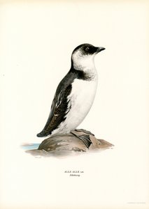 Little Auk