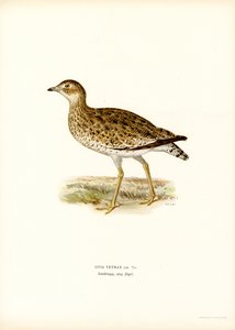 Little Bustard