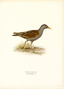 Little Crake by Magnus Ferdinand and Wilhelm von Wright