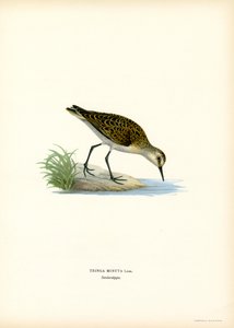 Little Stint by Magnus Ferdinand and Wilhelm von Wright