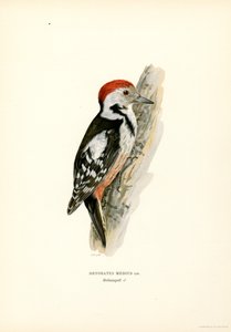Medium Spotted Woodpecker