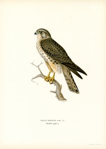 Merlin