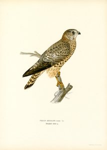 Merlin