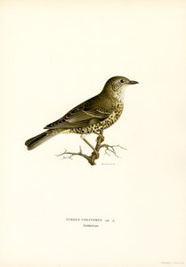 Mistle Thrush by Magnus Ferdinand and Wilhelm von Wright