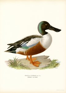 Northern Shoveler