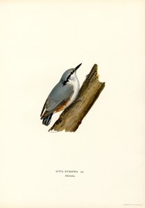 Nuthatch by Magnus Ferdinand and Wilhelm von Wright