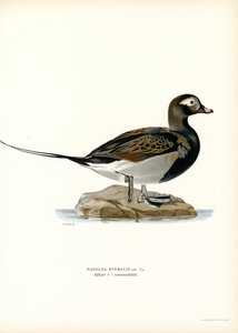 Oldsquaw Duck