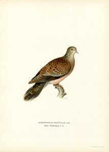 Oriental Turtle Dove by Magnus Ferdinand and Wilhelm von Wright