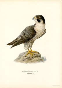 Peregrine Falcon by Magnus Ferdinand and Wilhelm von Wright