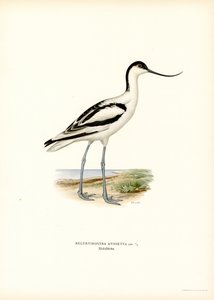 Pied Avocet by Magnus Ferdinand and Wilhelm von Wright