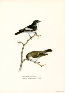 Pied Flycatcher by Magnus Ferdinand and Wilhelm von Wright