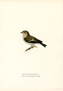 Pied Flycatcher by Magnus Ferdinand and Wilhelm von Wright