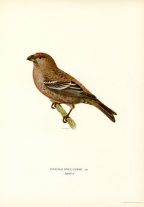 Pine Bullfinch by Magnus Ferdinand and Wilhelm von Wright