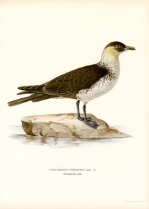 Pomarine Skua by Magnus Ferdinand and Wilhelm von Wright
