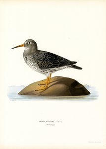 Purple Sandpiper
