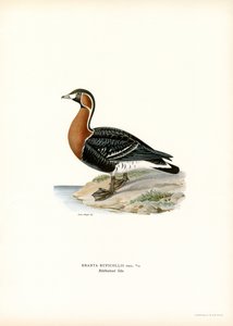 Red-breasted Goose
