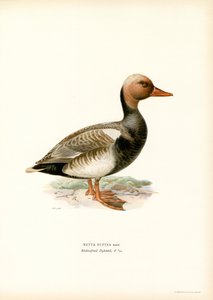 Red-crested Duck