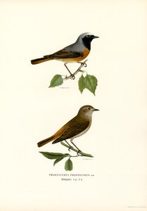 Redstart by Magnus Ferdinand and Wilhelm von Wright