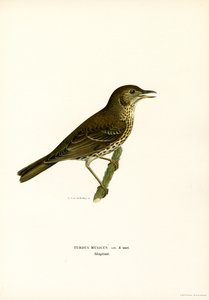 Redwing
