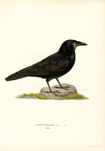 Rook by Magnus Ferdinand and Wilhelm von Wright