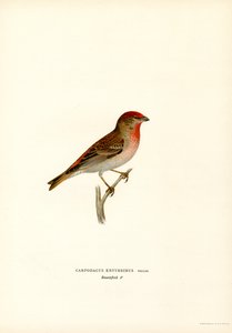 Rosefinch by Magnus Ferdinand and Wilhelm von Wright