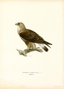 Rough-legged Buzzard by Magnus Ferdinand and Wilhelm von Wright