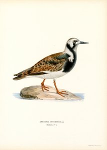 Ruddy Turnstone by Magnus Ferdinand and Wilhelm von Wright
