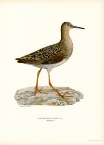 Ruff by Magnus Ferdinand and Wilhelm von Wright